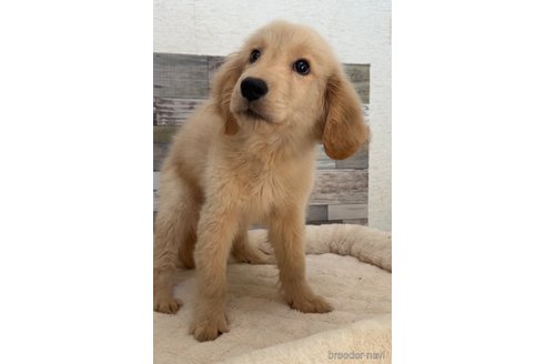 成約済の茨城県のゴールデンレトリーバー-327666の4枚目