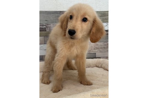 成約済の茨城県のゴールデンレトリーバー-327666の5枚目