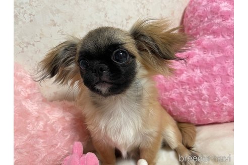 成約済の新潟県のミックス犬-309038の4枚目