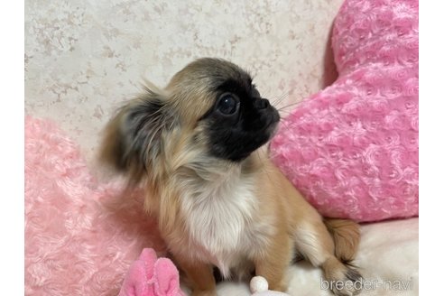 成約済の新潟県のミックス犬-309038の5枚目