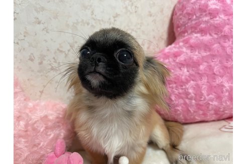 成約済の新潟県のミックス犬-309038の2枚目