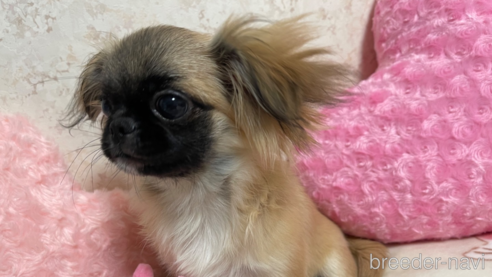 成約済の新潟県のミックス犬-309038の1枚目