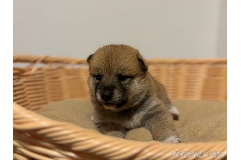 成約済の北海道の柴犬-327707の28枚目