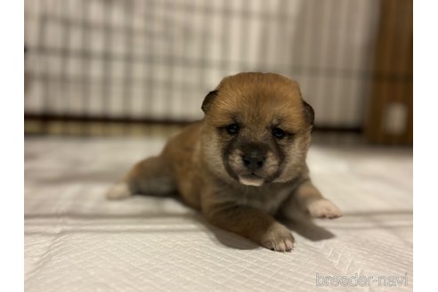 成約済の北海道の柴犬-327707の26枚目