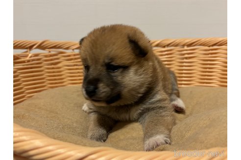 成約済の北海道の柴犬-327707の25枚目