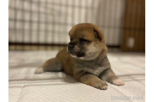 成約済の北海道の柴犬-327707の24枚目