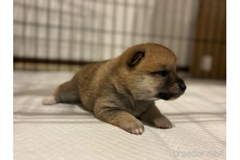 成約済の北海道の柴犬-327707の22枚目