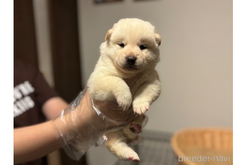 成約済の北海道の柴犬-327708の6枚目
