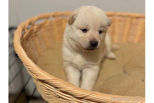 成約済の北海道の柴犬-327708の7枚目