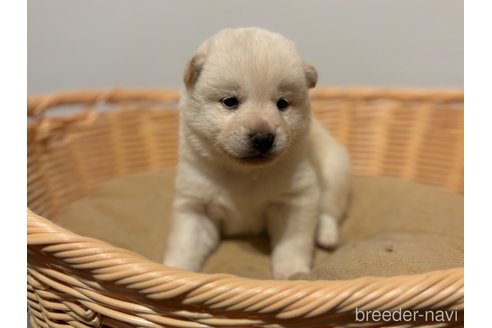 成約済の北海道の柴犬-327708の8枚目