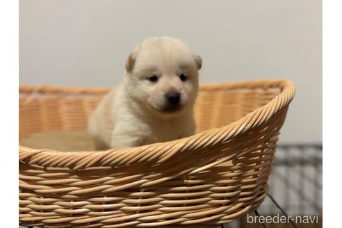 成約済の北海道の柴犬-327708の9枚目