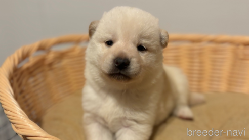 成約済の北海道の柴犬-327708の1枚目