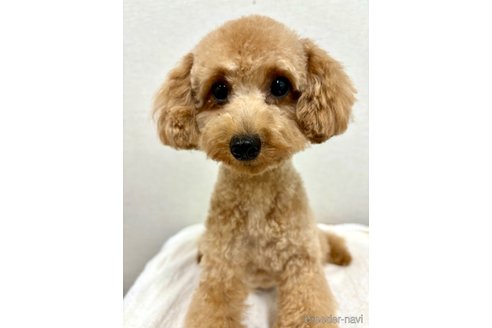 ルルちゃん1枚目