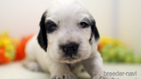 子犬