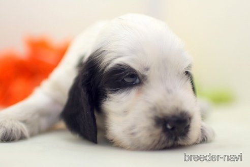 成約済の埼玉県のイングリッシュコッカースパニエル-327720の2枚目