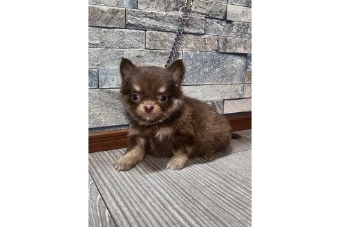 成約済の北海道のチワワ(ロングコート)-327727の2枚目