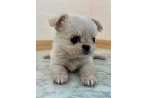 成約済の香川県のチワワ(ロングコート)-327740の2枚目