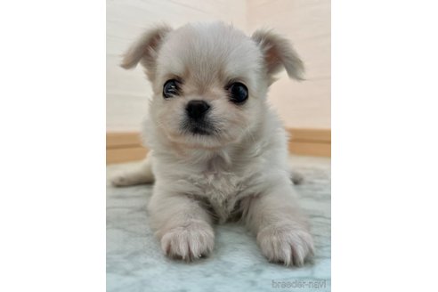 成約済の香川県のチワワ(ロングコート)-327740の3枚目