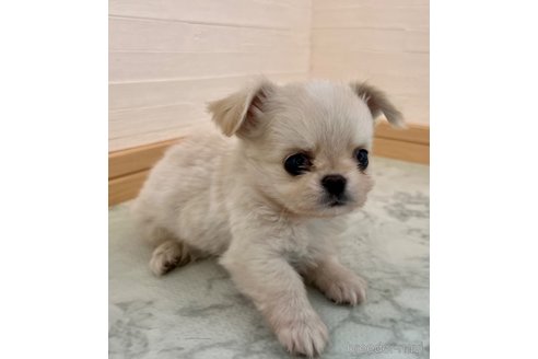 成約済の香川県のチワワ(ロングコート)-327740の5枚目