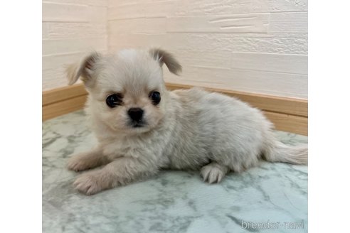 成約済の香川県のチワワ(ロングコート)-327740の6枚目