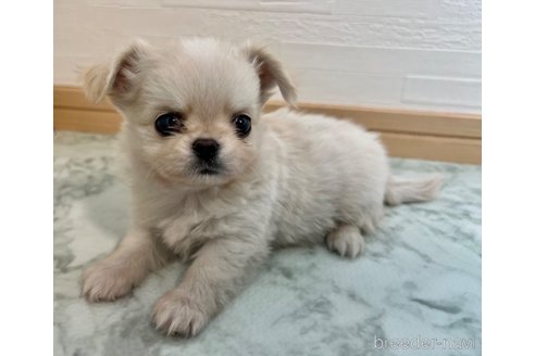 成約済の香川県のチワワ(ロングコート)-327740の7枚目