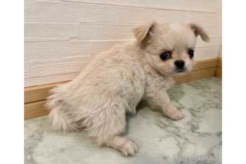 成約済の香川県のチワワ(ロングコート)-327740の8枚目
