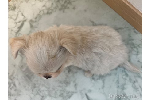 成約済の香川県のチワワ(ロングコート)-327740の9枚目