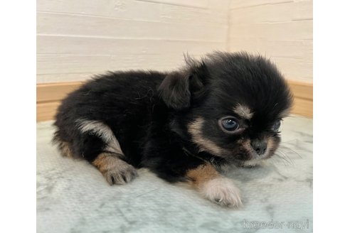 成約済の香川県のチワワ(ロングコート)-327741の2枚目