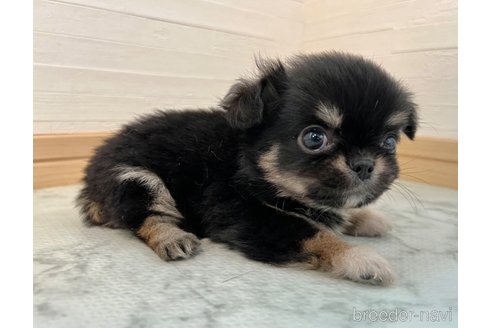 成約済の香川県のチワワ(ロングコート)-327741の5枚目