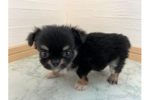 成約済の香川県のチワワ(ロングコート)-327741の6枚目