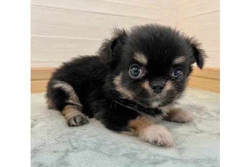成約済の香川県のチワワ(ロングコート)-327741の7枚目