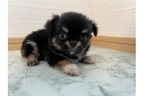 成約済の香川県のチワワ(ロングコート)-327741の8枚目