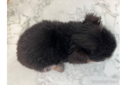 成約済の香川県のチワワ(ロングコート)-327741の9枚目