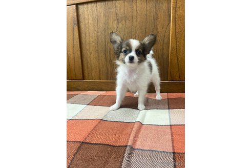 成約済の大阪府のパピヨン-327764の1枚目