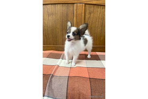 成約済の大阪府のパピヨン-327764の4枚目