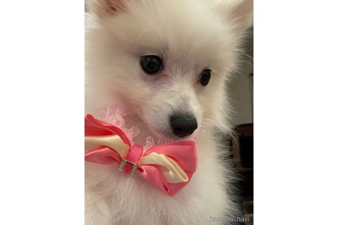 成約済の埼玉県のミックス犬-320312の3枚目