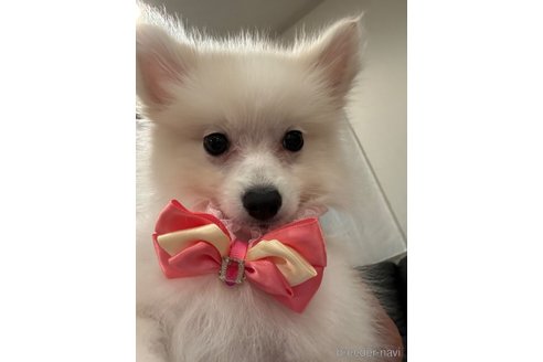 成約済の埼玉県のミックス犬-320312の4枚目