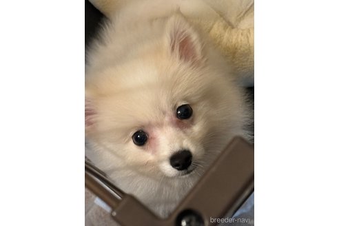 成約済の埼玉県のミックス犬-320312の5枚目