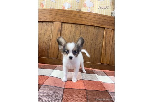 成約済の大阪府のパピヨン-327766の1枚目