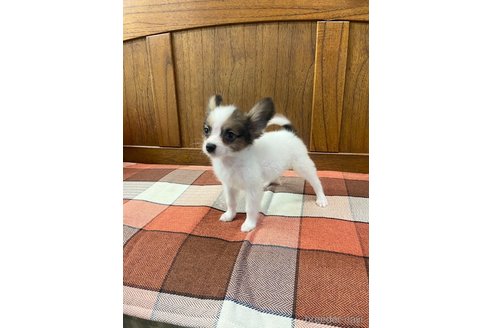成約済の大阪府のパピヨン-327766の4枚目