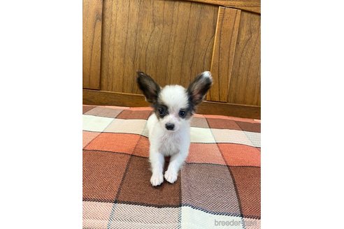 成約済の大阪府のパピヨン-327768の3枚目