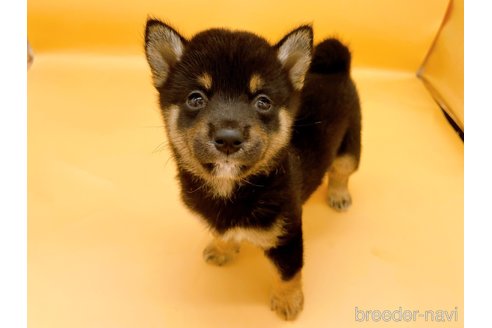 成約済の東京都の豆柴-327771の2枚目