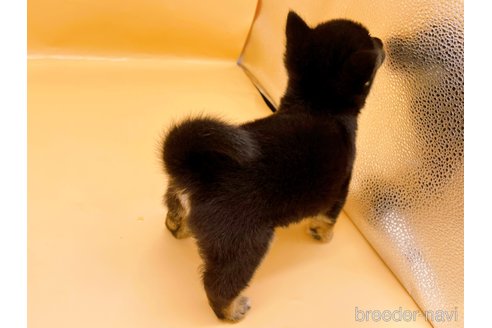 成約済の東京都の豆柴-327771の3枚目