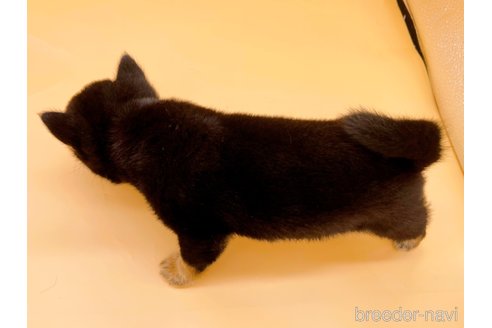 成約済の東京都の豆柴-327771の4枚目