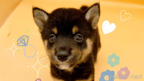 成約済の東京都の豆柴-327771