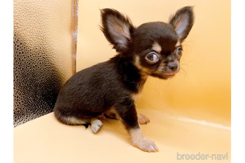 成約済の東京都のポメチワ:ポメラニアン×チワワ-327772の3枚目