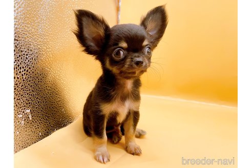 成約済の東京都のポメチワ:ポメラニアン×チワワ-327772の4枚目