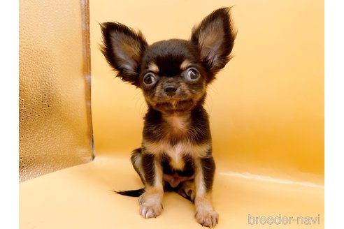 成約済の東京都のポメチワ:ポメラニアン×チワワ-327772の2枚目