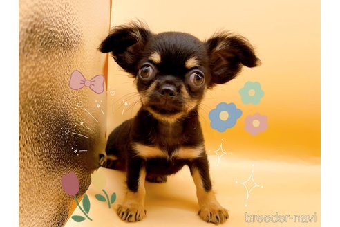 成約済の東京都のポメチワ:ポメラニアン×チワワ-327773