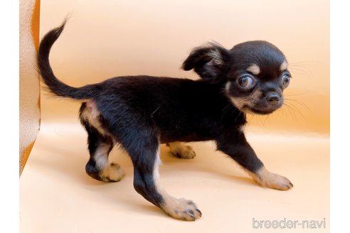 成約済の東京都のポメチワ:ポメラニアン×チワワ-327773の2枚目